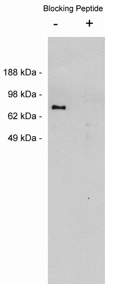 Western blot using Exalpha’s X1870P, rabbit polyclonal at 0.05 ug/ml on MDCKII cell extract (10 ug/lane). Blots were developed with goat anti-rabbit Ig (1:75k) and Pierce’s Supersignal West Femto system.